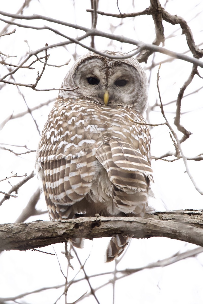 Barred Owl - ML488153651