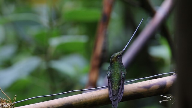 Sword-billed Hummingbird - ML488158
