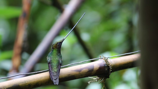 Sword-billed Hummingbird - ML488159