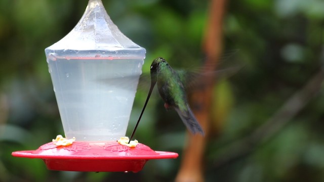 Sword-billed Hummingbird - ML488160