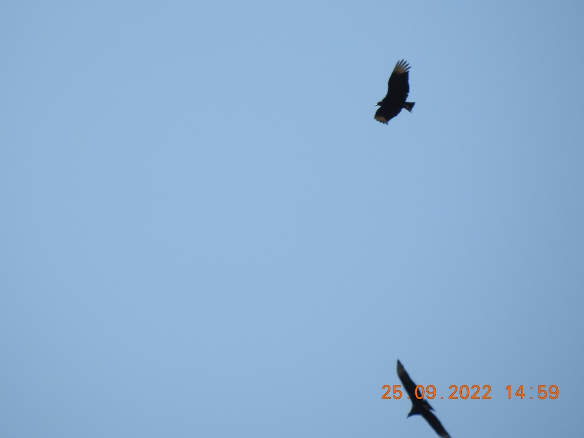 Black Vulture - ML488161871