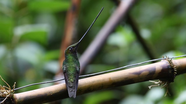 Sword-billed Hummingbird - ML488162
