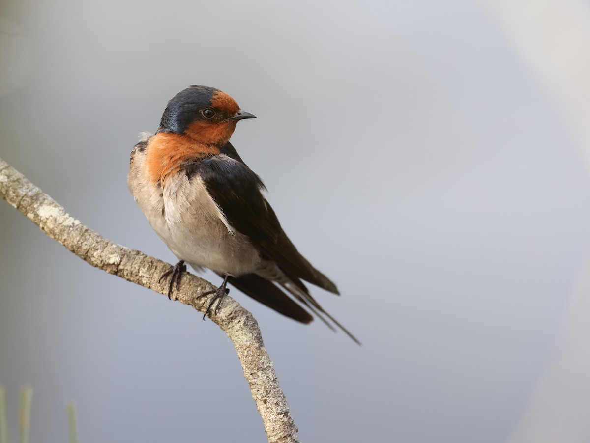 Welcome Swallow - ML488163971