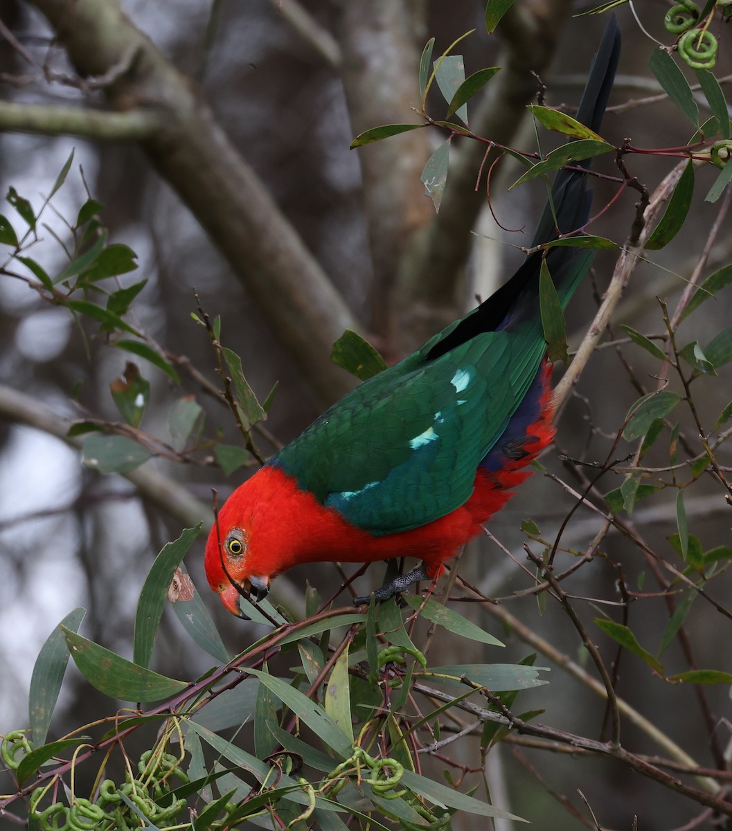 Australian King-Parrot - ML488164851