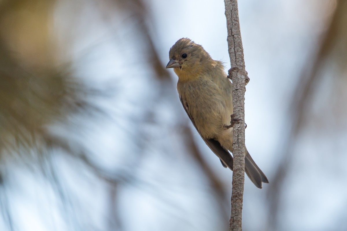 Lesser Goldfinch - Braxton Landsman