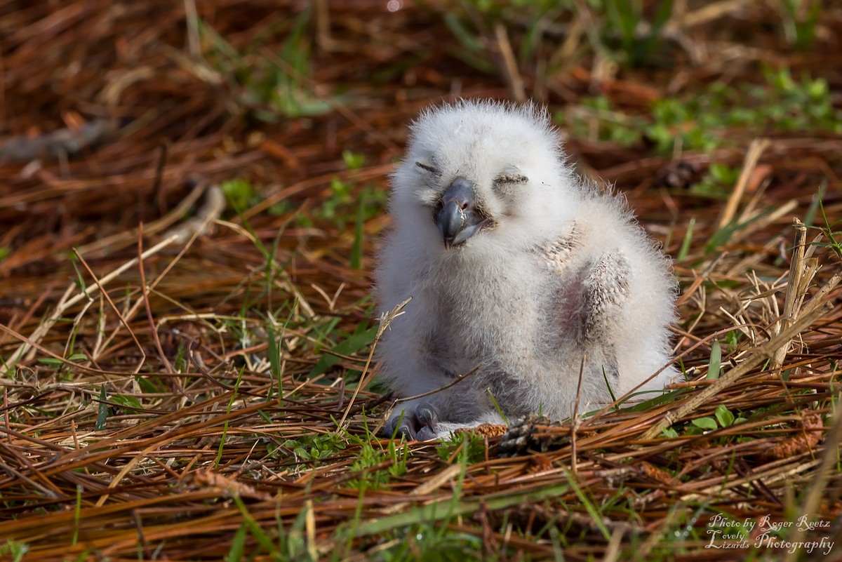 Great Horned Owl - ML48817151