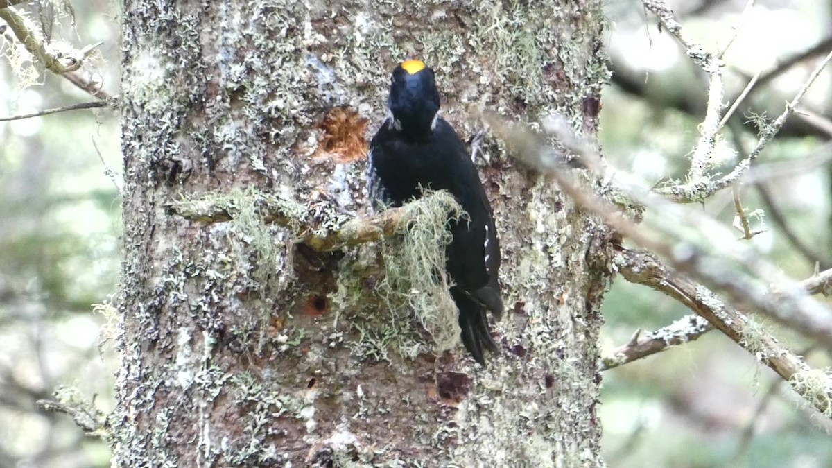 Black-backed Woodpecker - ML488171611