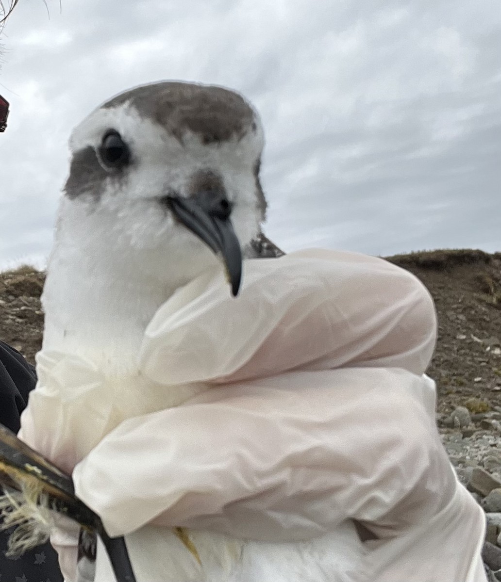 White-faced Storm-Petrel - ML488174431