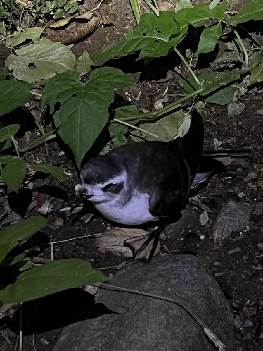 White-faced Storm-Petrel - ML488174441