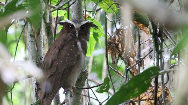Crested Owl - ML488178