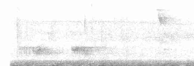 Mérulaxe à poitrine blanche - ML488191921