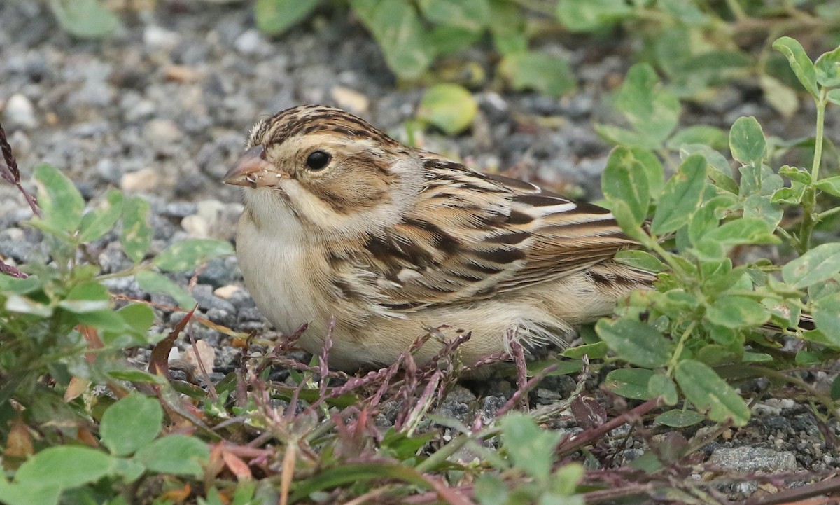 Clay-colored Sparrow - Stephen Baird