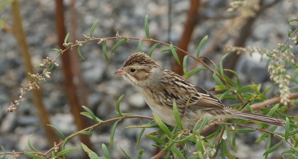 Clay-colored Sparrow - ML488194681