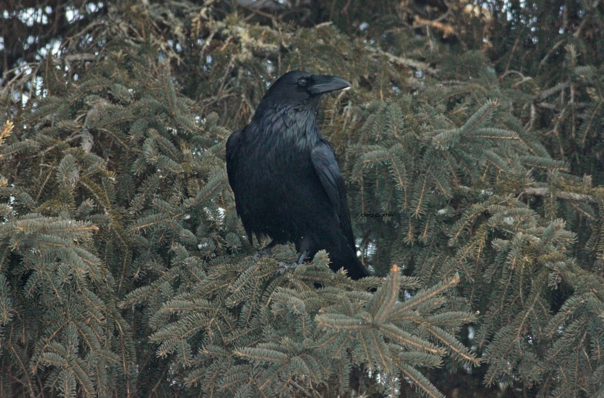 Common Raven - ML48820361