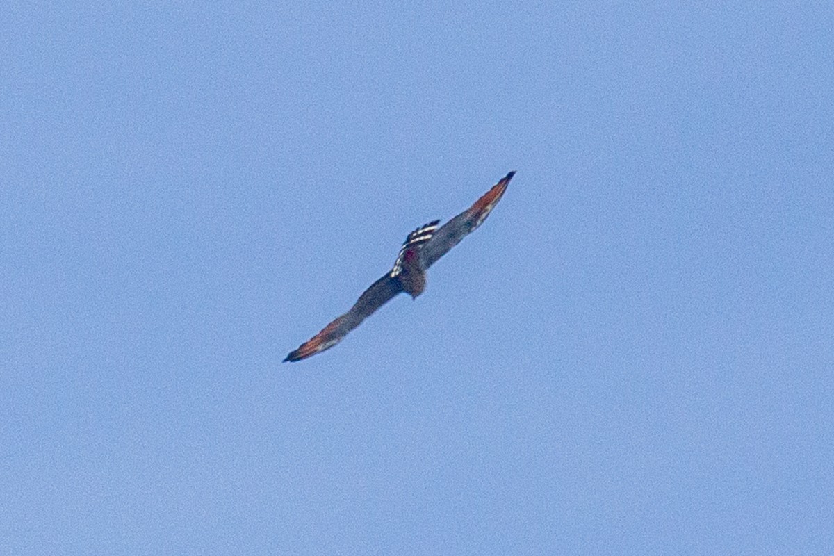 Plumbeous Kite - ML488209681