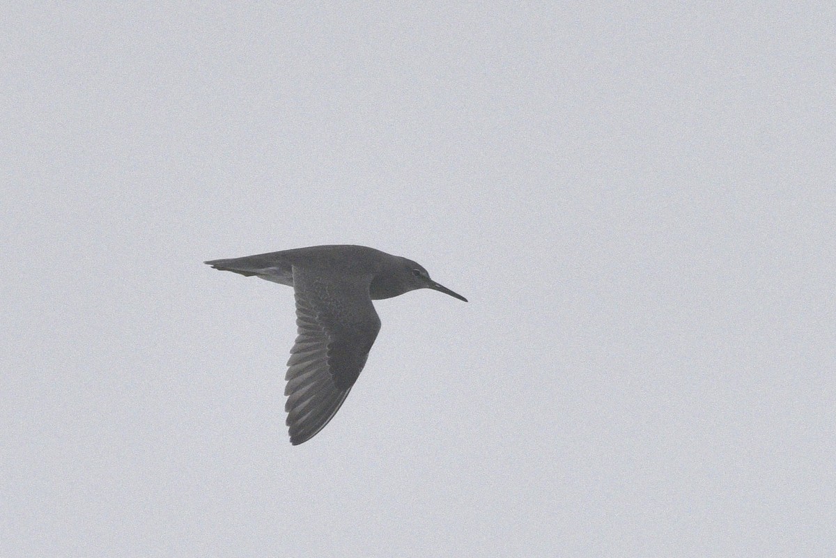 Ebird Checklist Sep Humboldt Bay North Spit Jetty Species Other Taxa