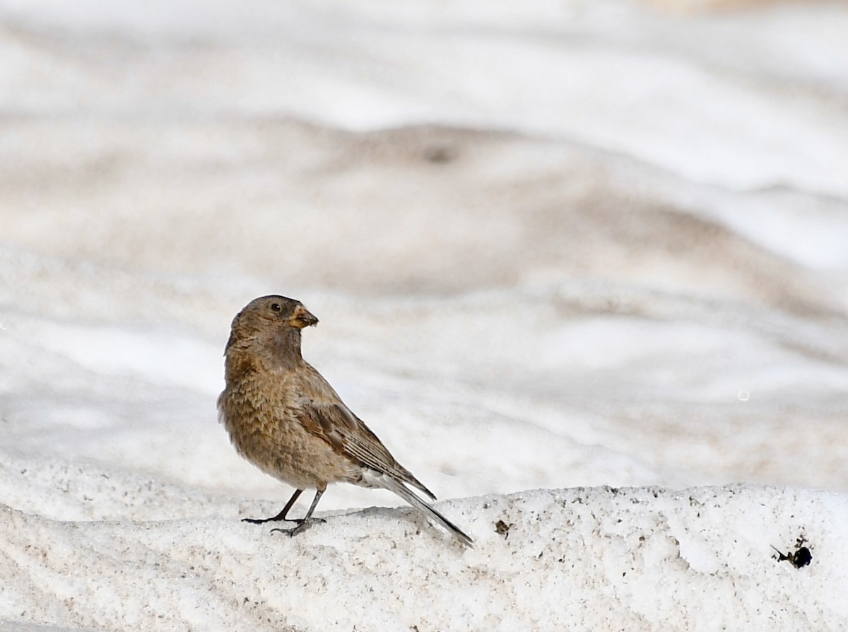 Brown-capped Rosy-Finch - ML488210661