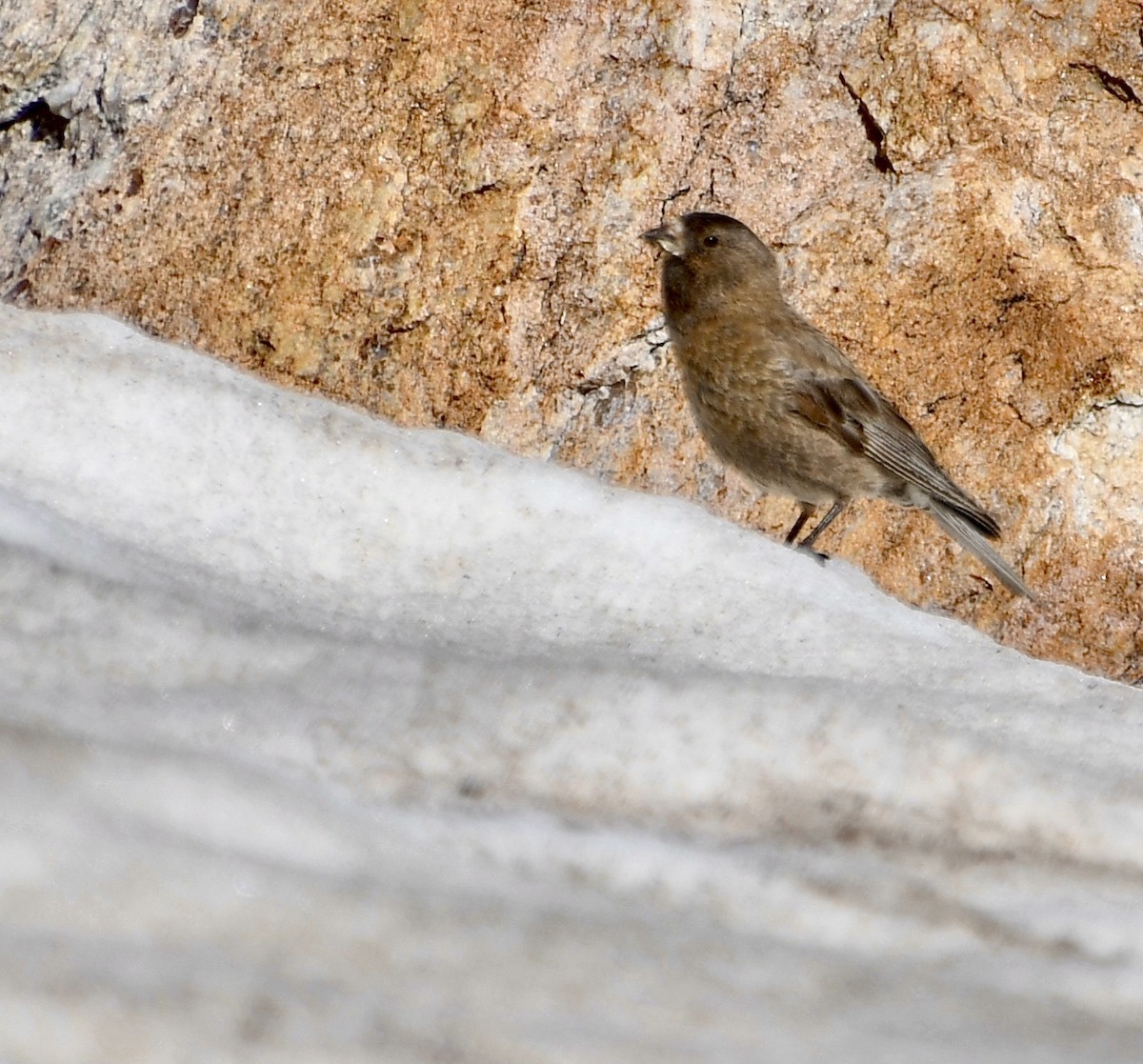 Brown-capped Rosy-Finch - ML488210671