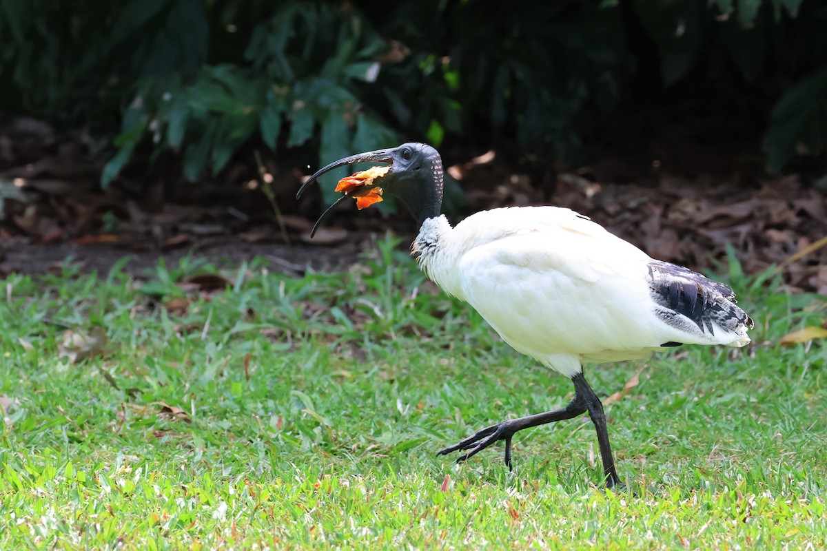 ibis australský - ML488227681