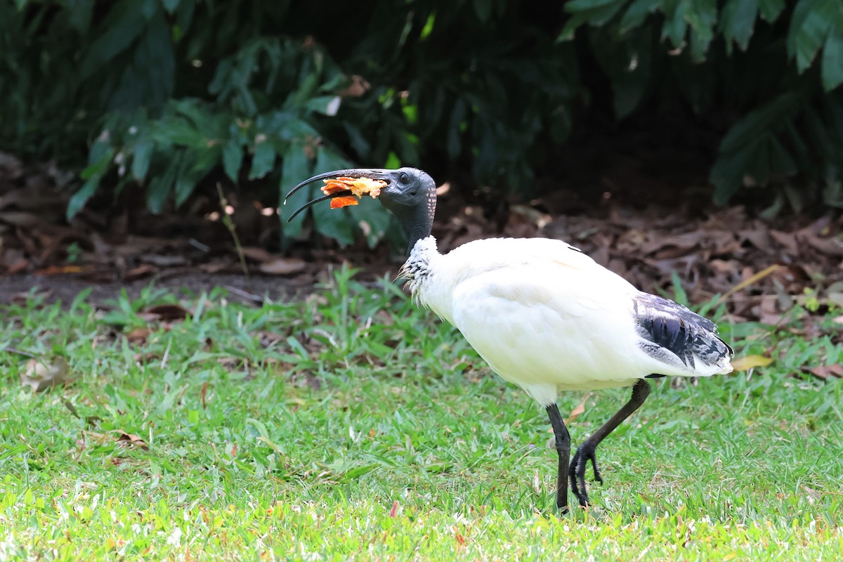ibis australský - ML488227701