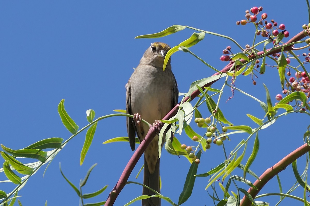 Golden-crowned Sparrow - ML488228181