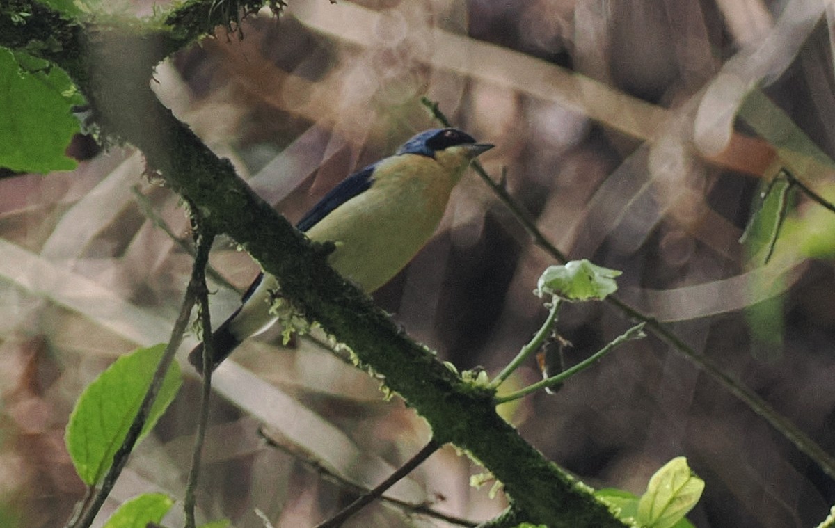 Fawn-breasted Tanager - ML488228191