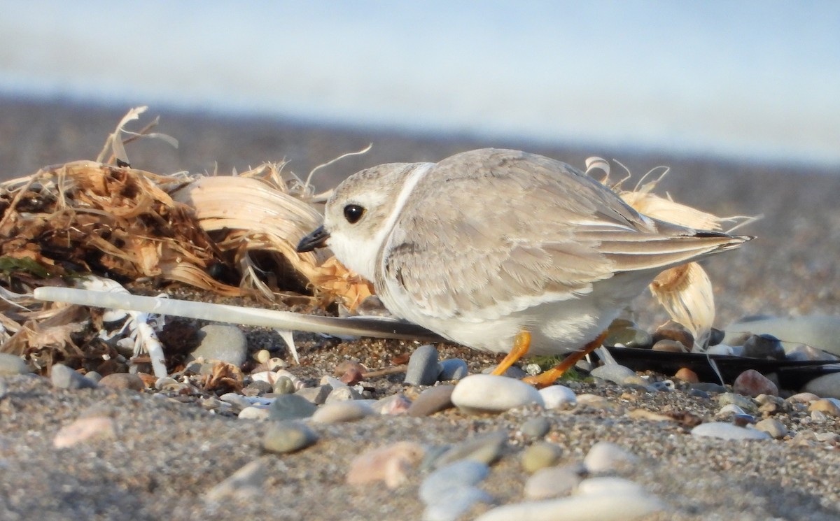 Piping Plover - ML488242301