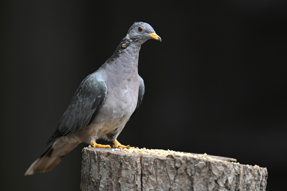 Band-tailed Pigeon - Steve Pearl