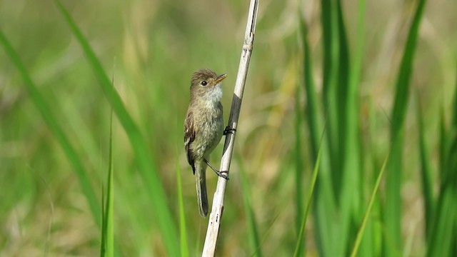  - White-throated Flycatcher