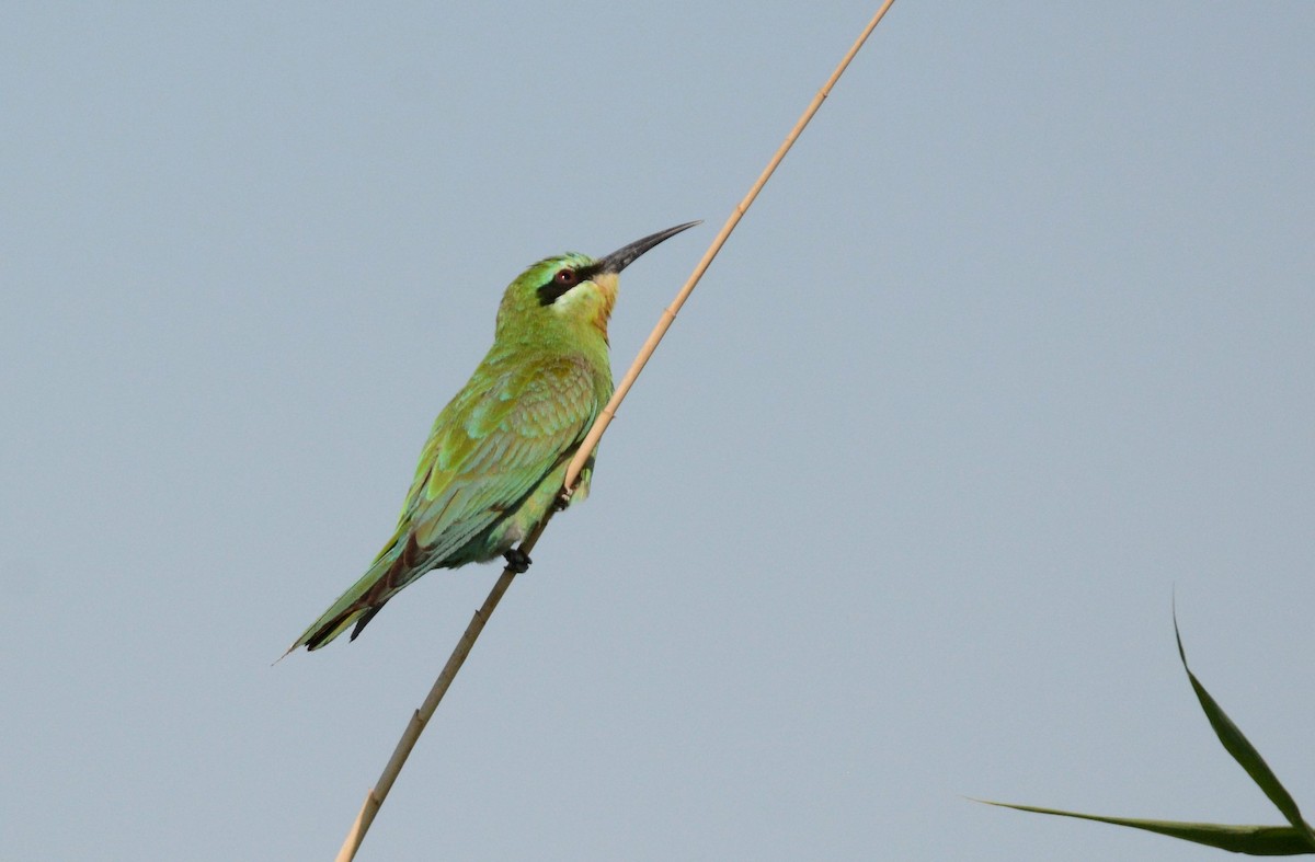 Blue-cheeked Bee-eater - ML488256251