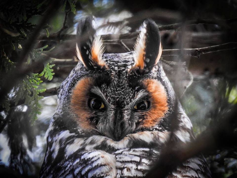Long-eared Owl - Ian Godwin