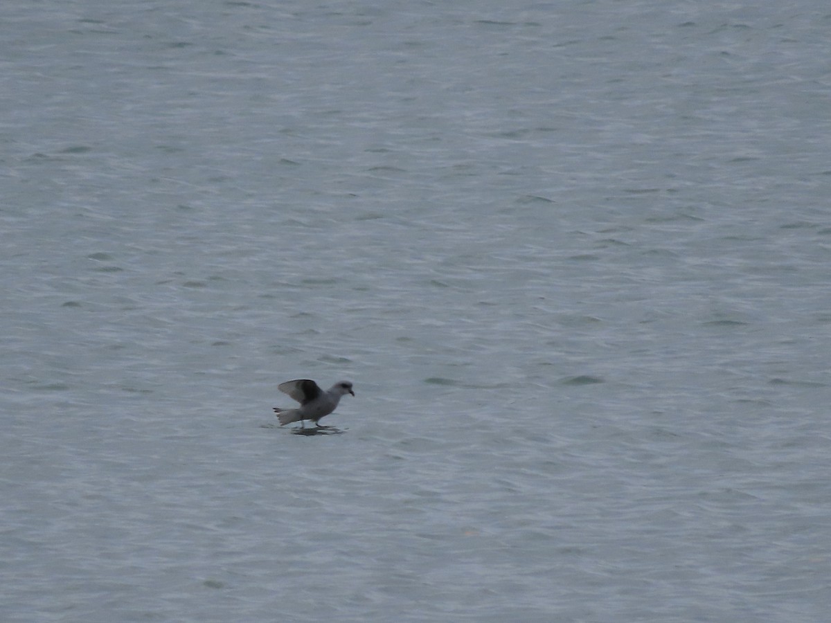 Fork-tailed Storm-Petrel - ML488275591