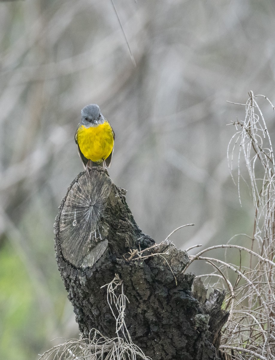 Eastern Yellow Robin - Roy Burgess
