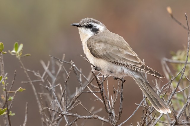 Black-eared Cuckoo - eBird