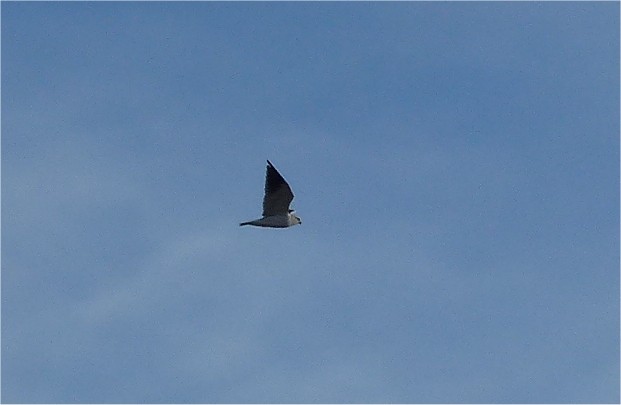 Black-winged Kite - ML488279861