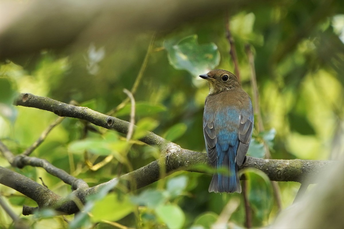 Blue-and-white Flycatcher - ML488280341