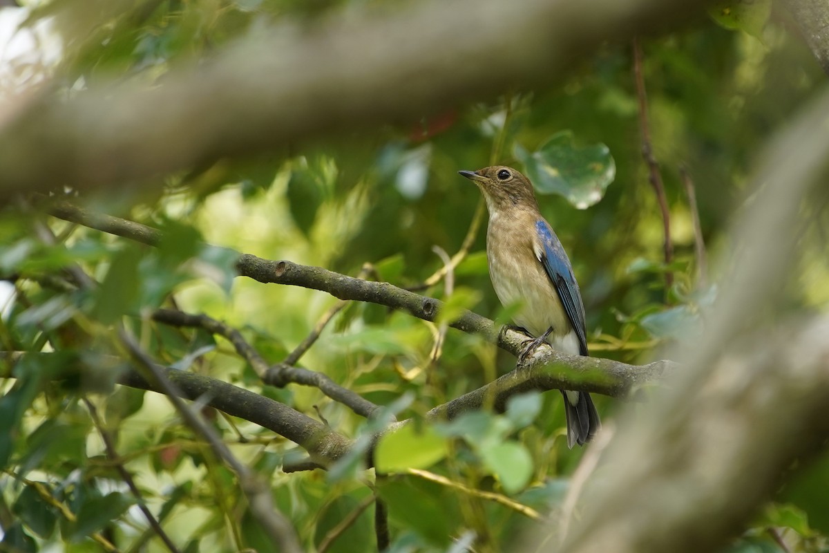 Blue-and-white Flycatcher - ML488280351