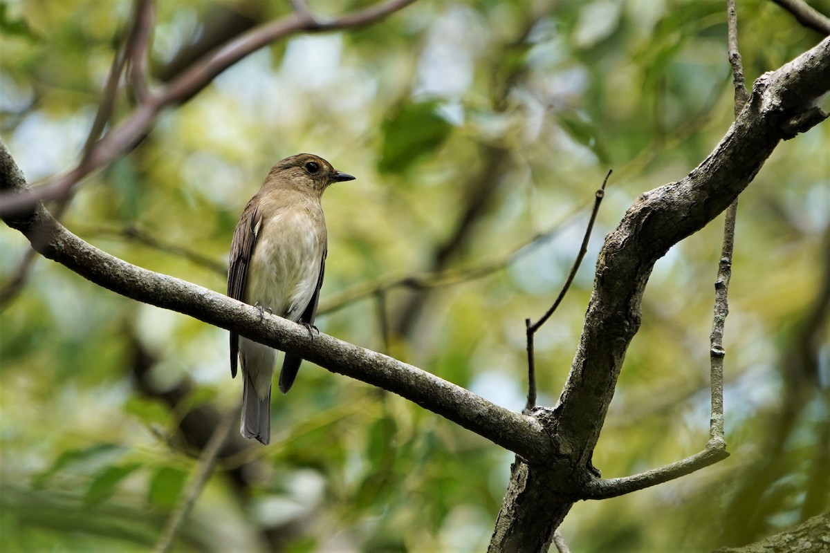 Blue-and-white Flycatcher - ML488280371