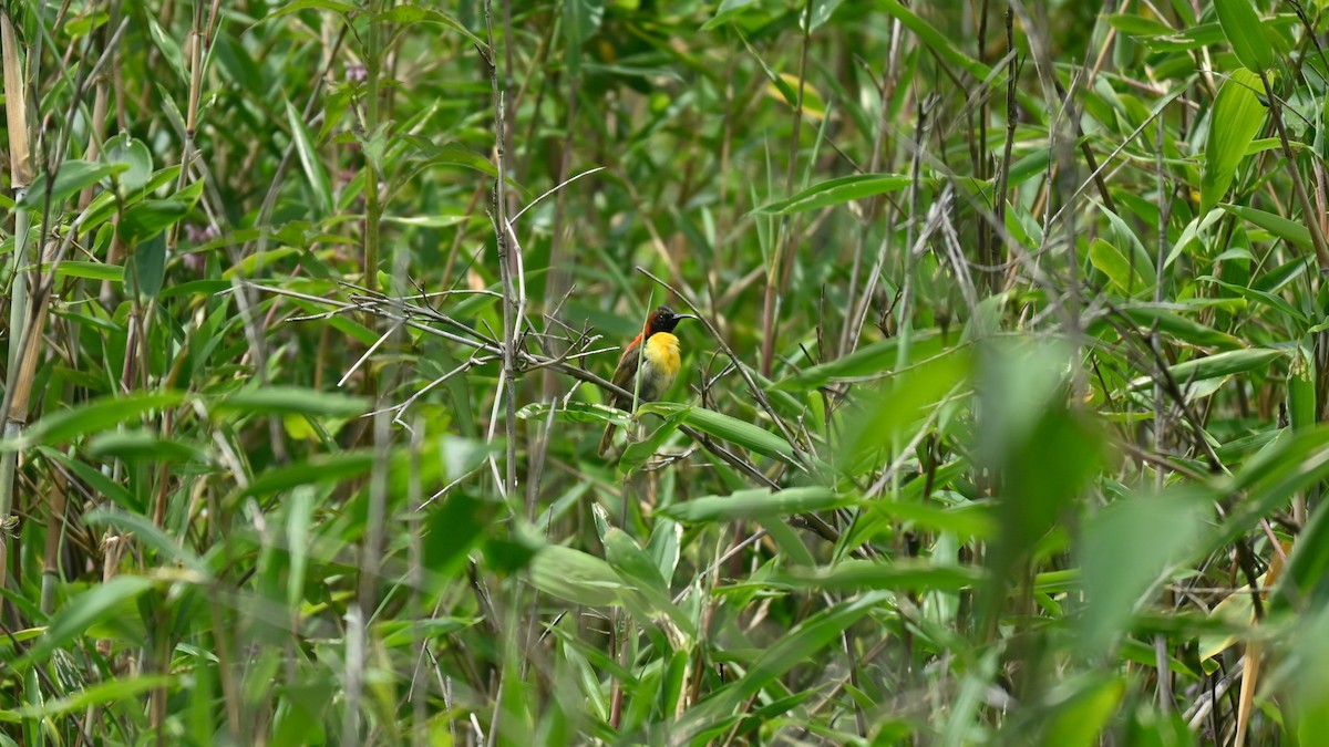 Fire-tailed Sunbird - Tanmay Jain