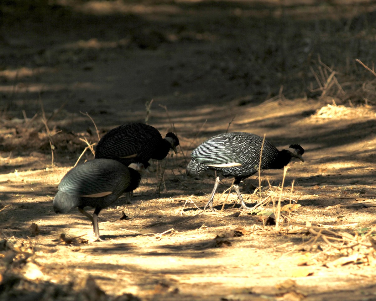 Southern Crested Guineafowl - ML488287621
