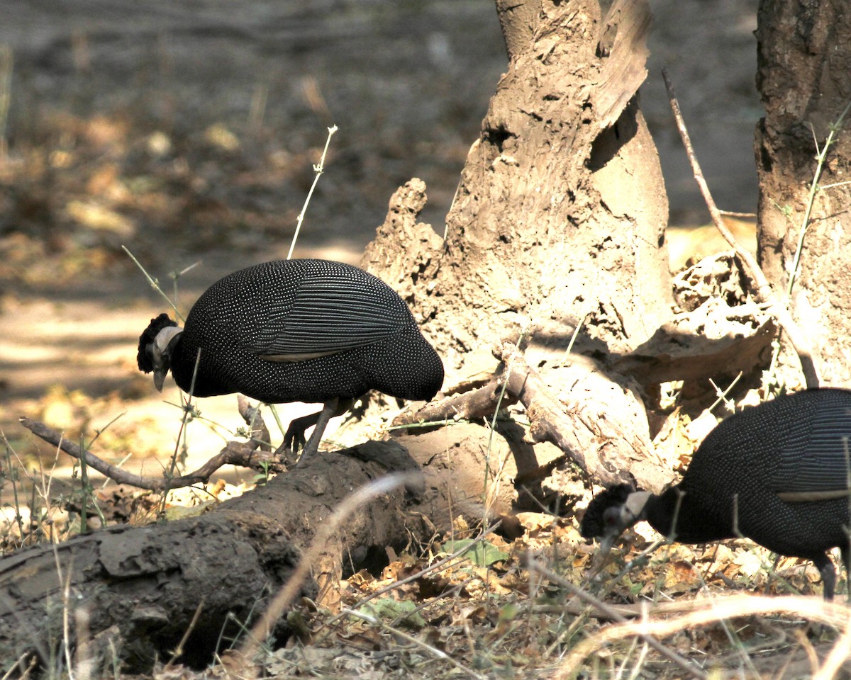 Southern Crested Guineafowl - ML488287651