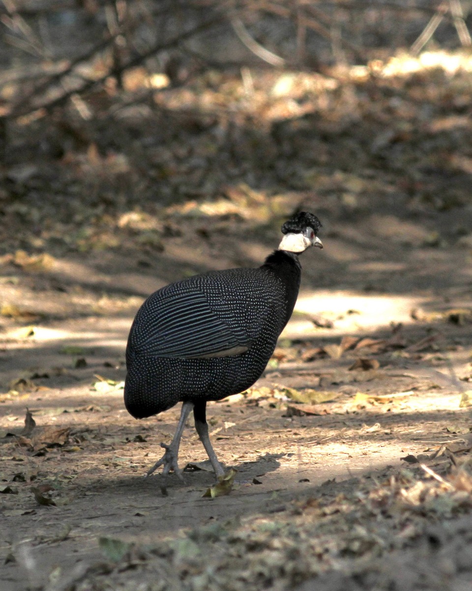 Southern Crested Guineafowl - ML488287661