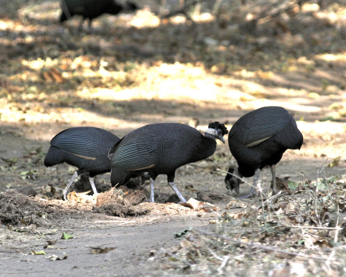 Southern Crested Guineafowl - ML488287671