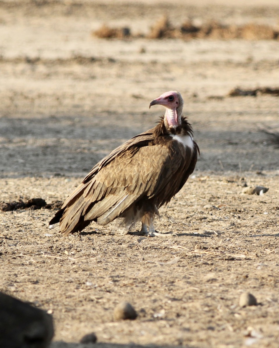 Hooded Vulture - ML488288171