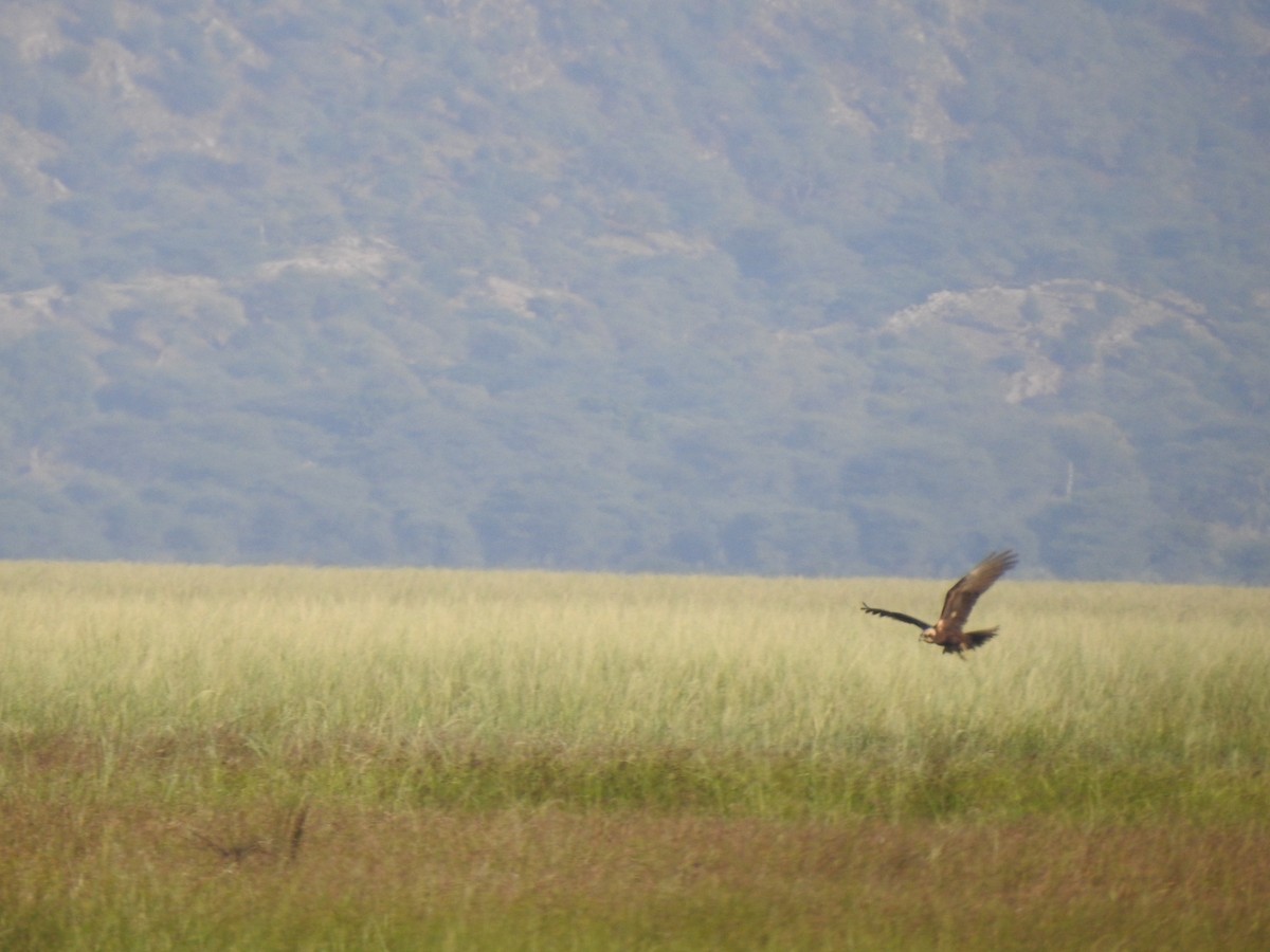 Western Marsh Harrier - Ranjeet Singh