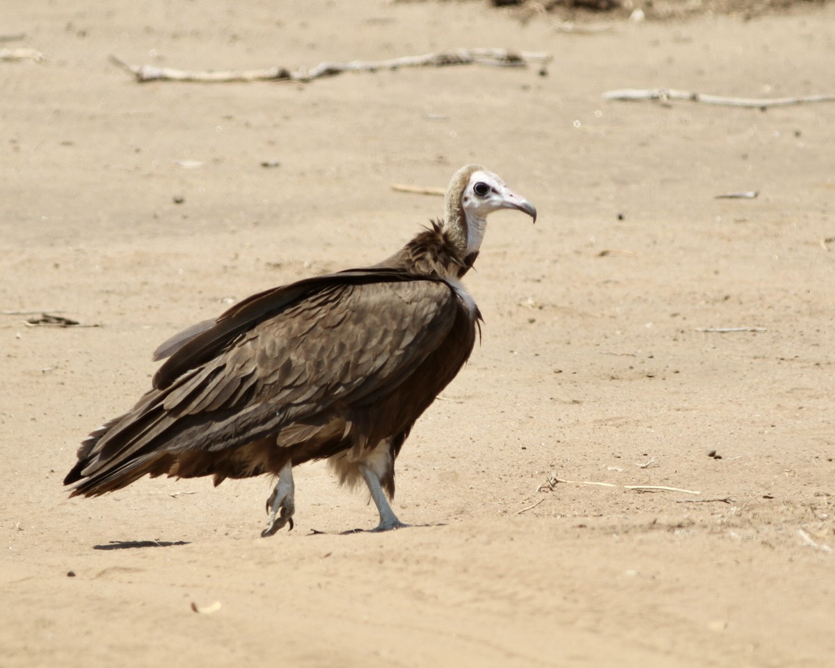 Hooded Vulture - ML488301911