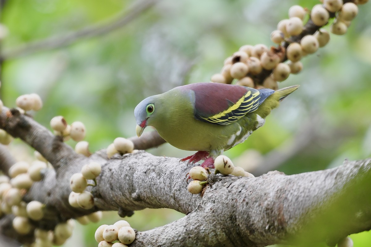 Thick-billed Green-Pigeon - ML488302111