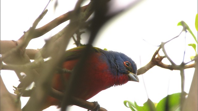 Painted Bunting - ML488303