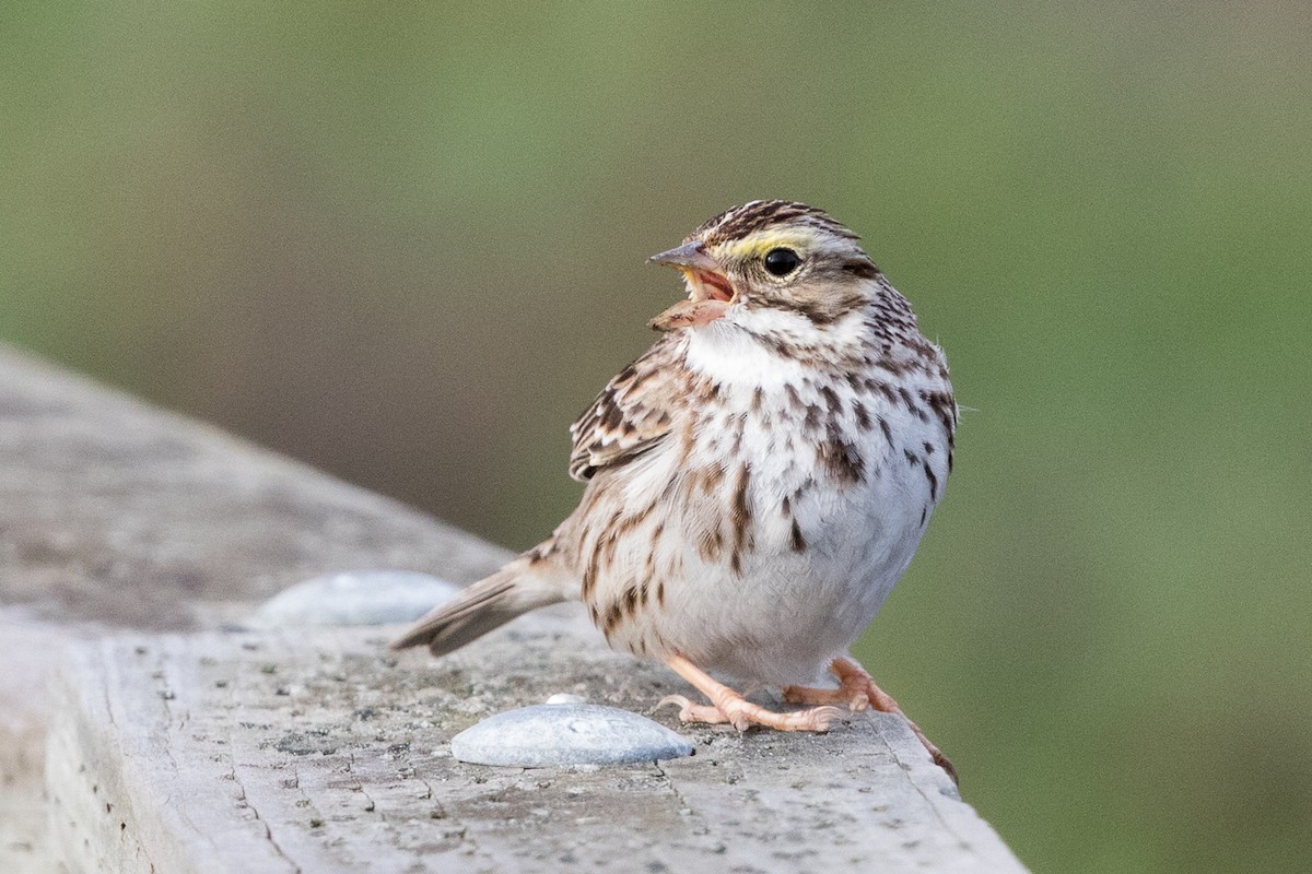 Savannah Sparrow - ML48830341