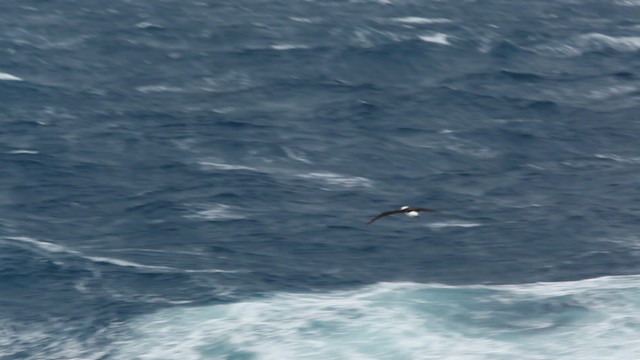 Black-browed Albatross - ML488305